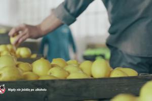 Okocimscy browarnicy reklamują piwo Okocim Radler Limonka z owocami leśnymi